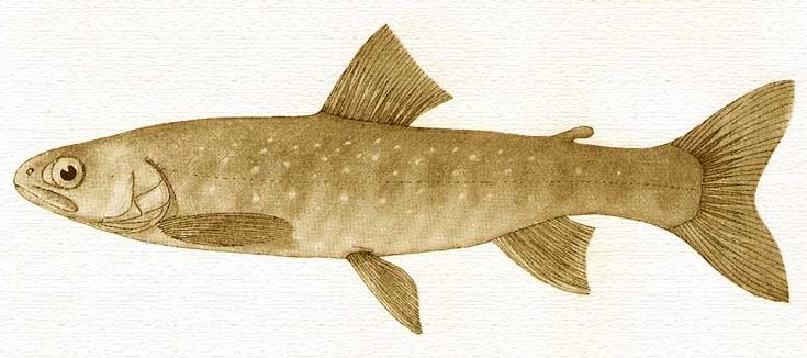 Tömp paalia (Salvelinus obtusus) KALAPEEDIA